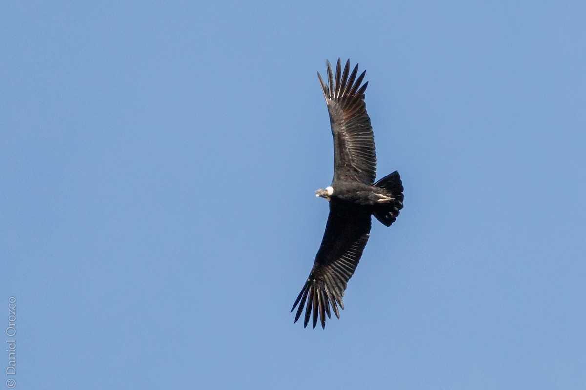 Andean Condor - ML82506061