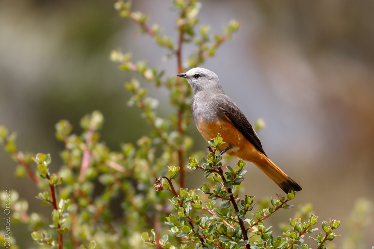 Red-rumped Bush-Tyrant - ML82506221