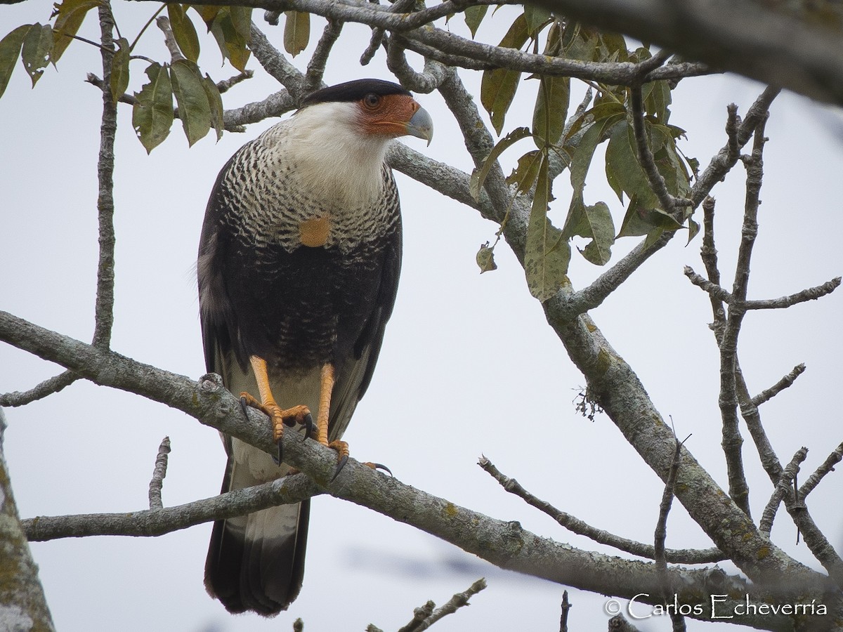 Crested Caracara (Northern) - ML82507131