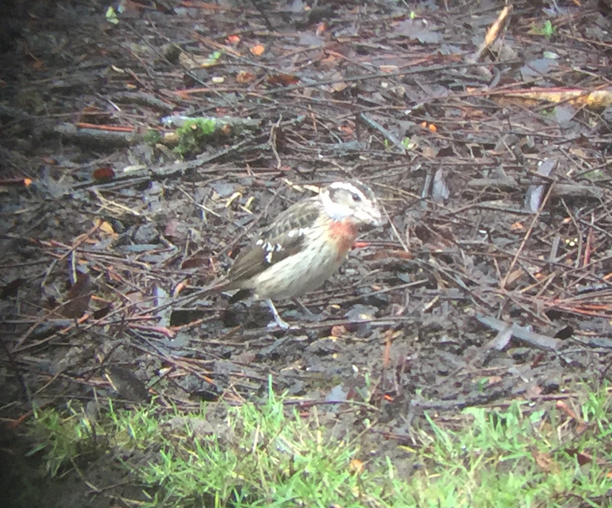 Rose-breasted Grosbeak - ML82507891