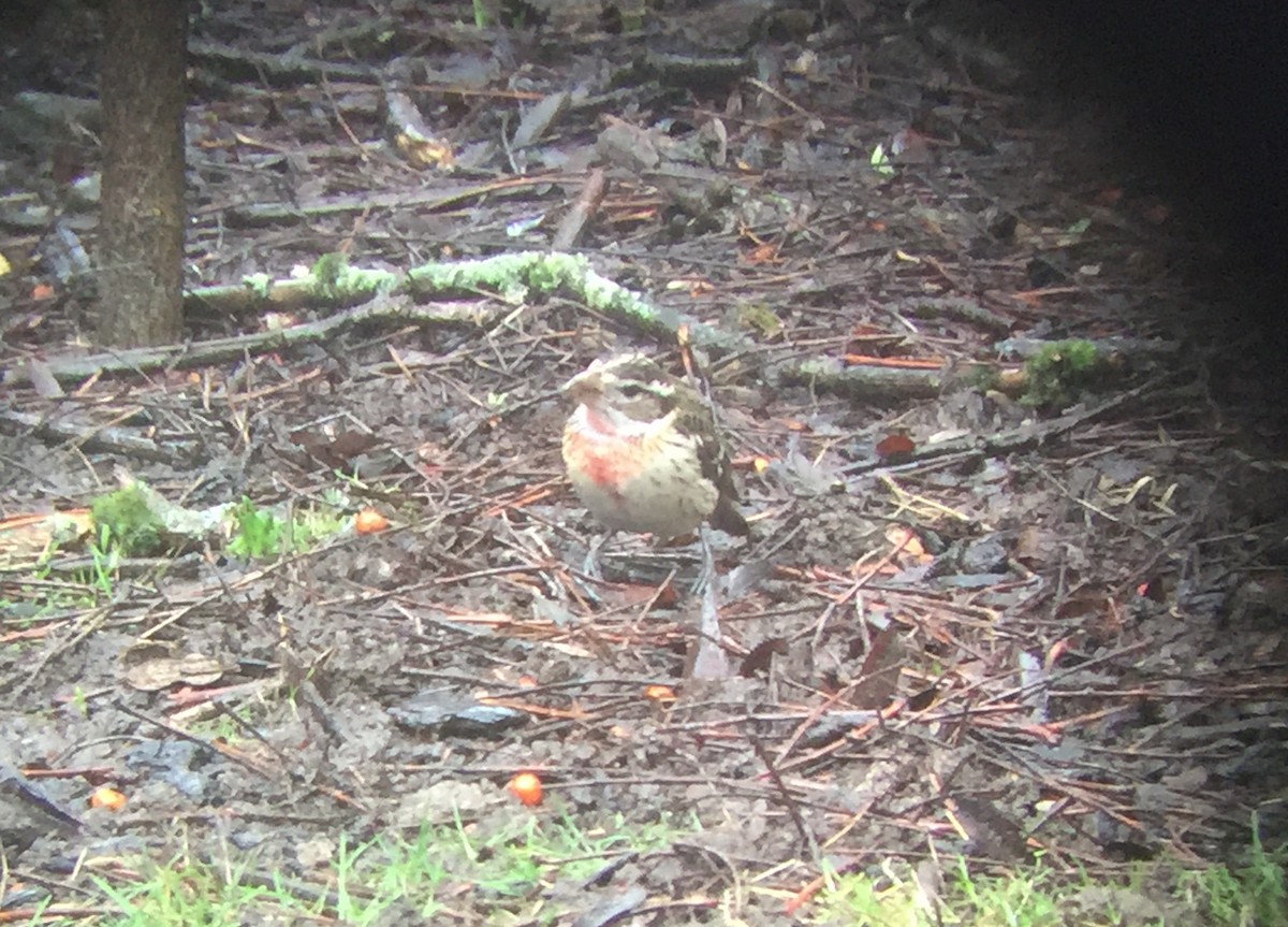 Rose-breasted Grosbeak - ML82507901