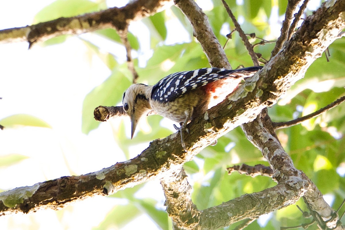 Fulvous-breasted Woodpecker - Snehasis Sinha