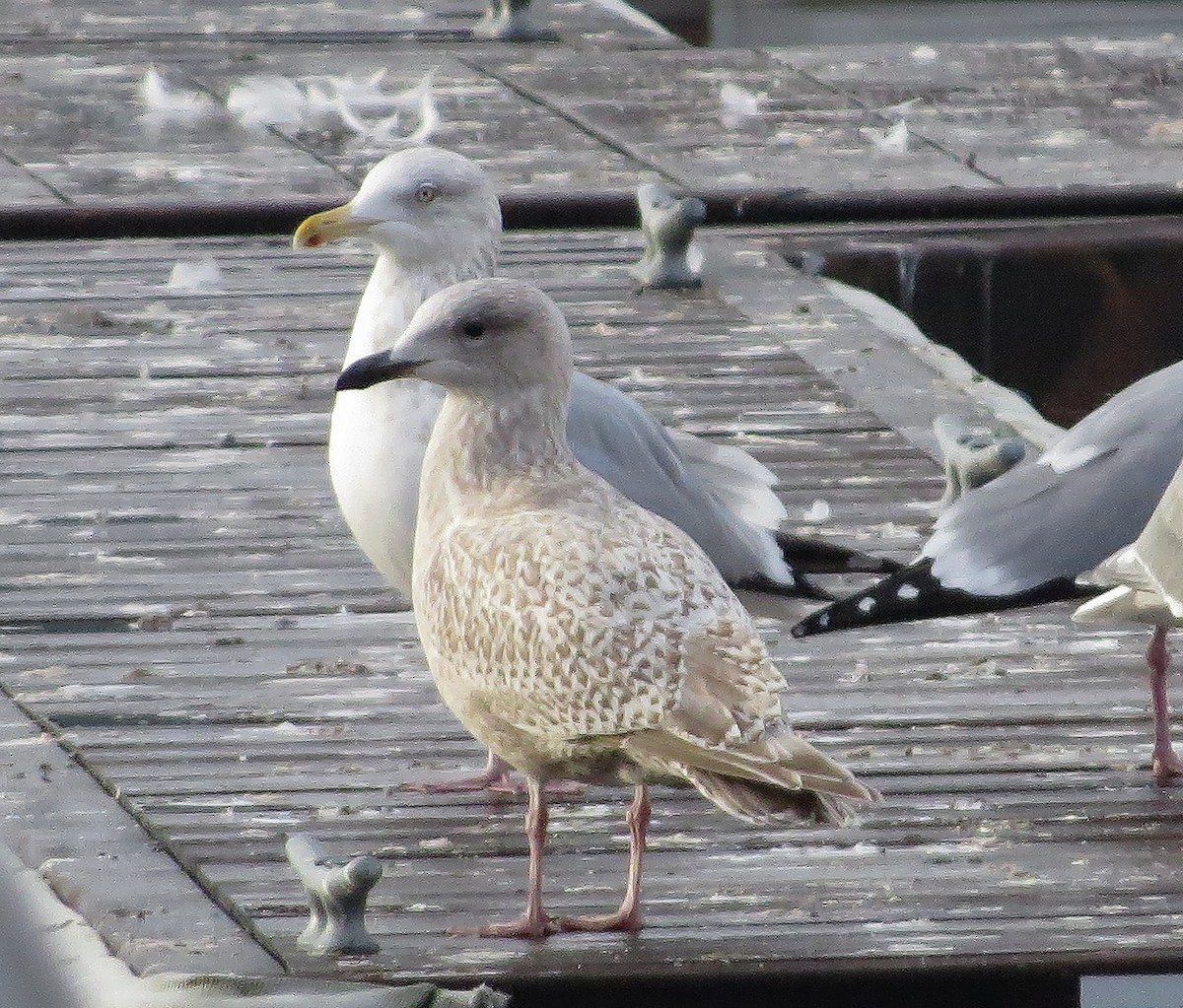 Iceland Gull (kumlieni) - Ted Hindmarch