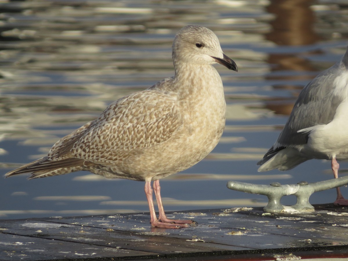 Iceland Gull (kumlieni) - Ted Hindmarch