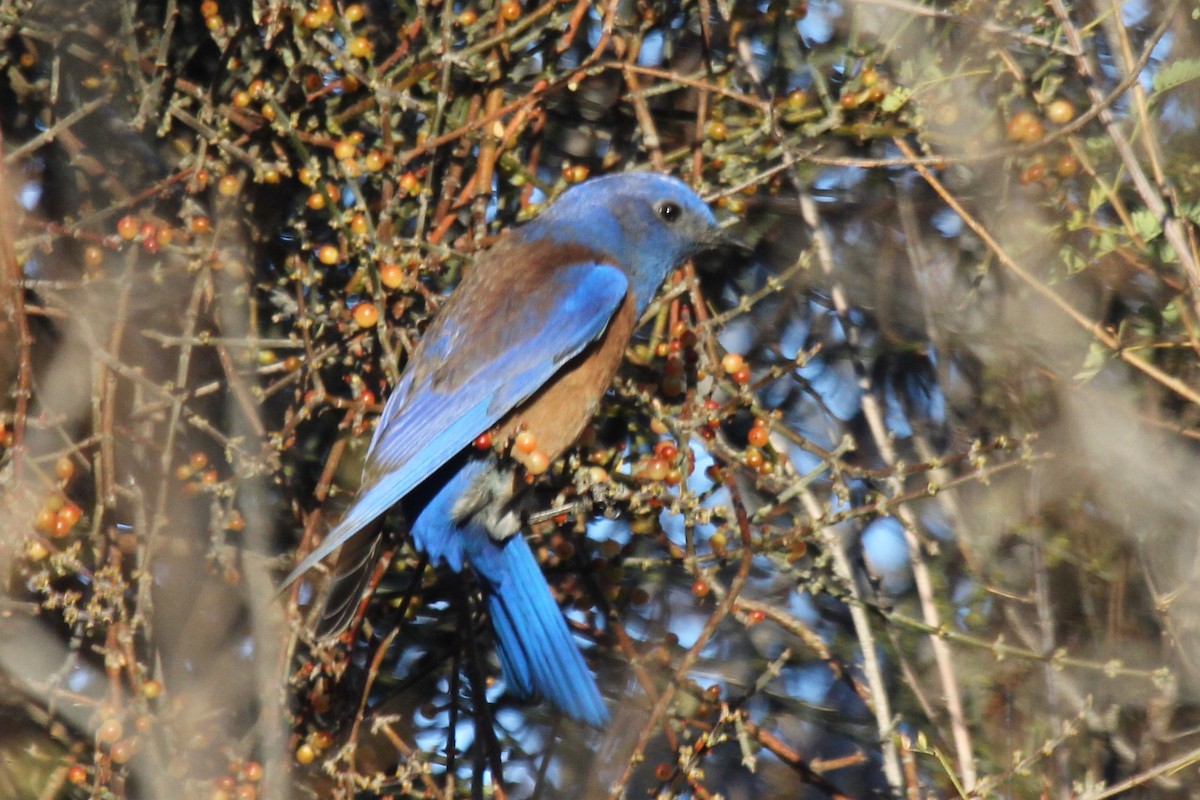 Western Bluebird - ML82509381