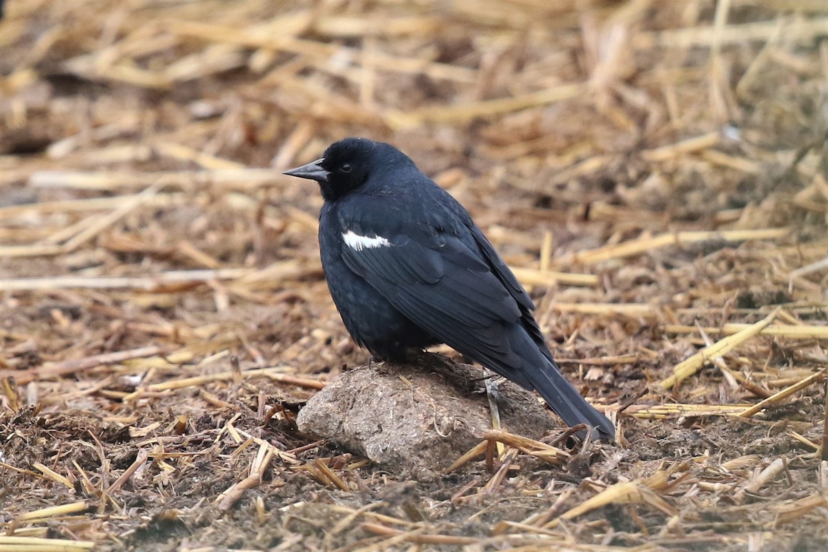 Tricolored Blackbird - Bob Friedrichs