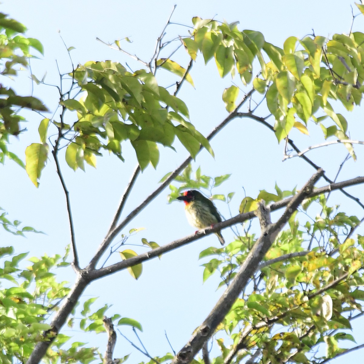 Coppersmith Barbet - ML82512521