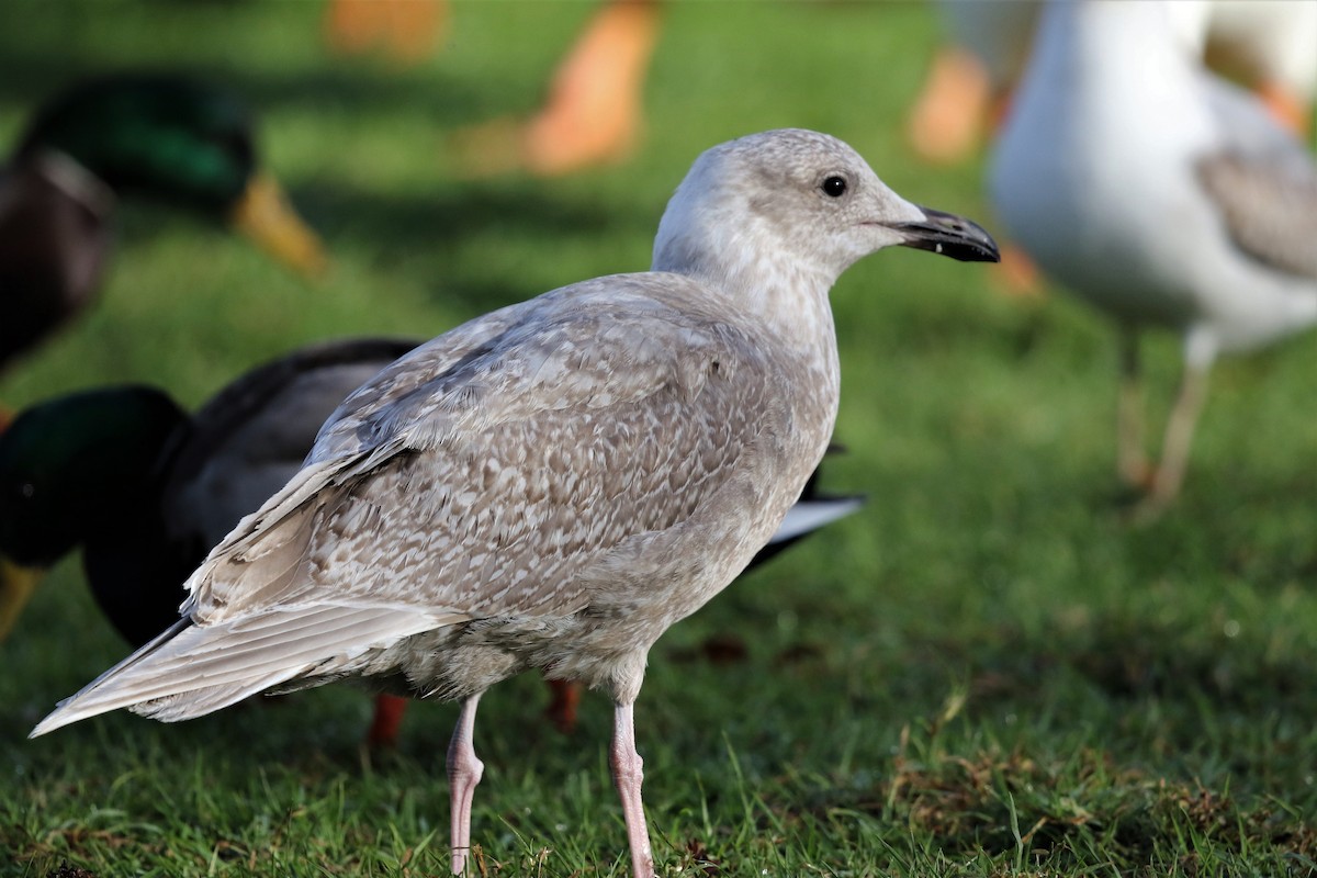 Glaucous-winged Gull - ML82512671