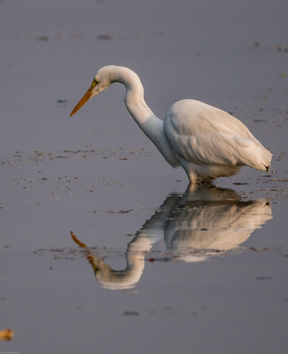 Great Egret - ML82513981