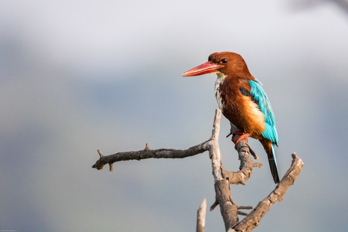 White-throated Kingfisher - ML82514071