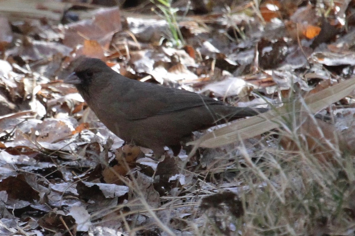 Abert's Towhee - Daniel Tinoco