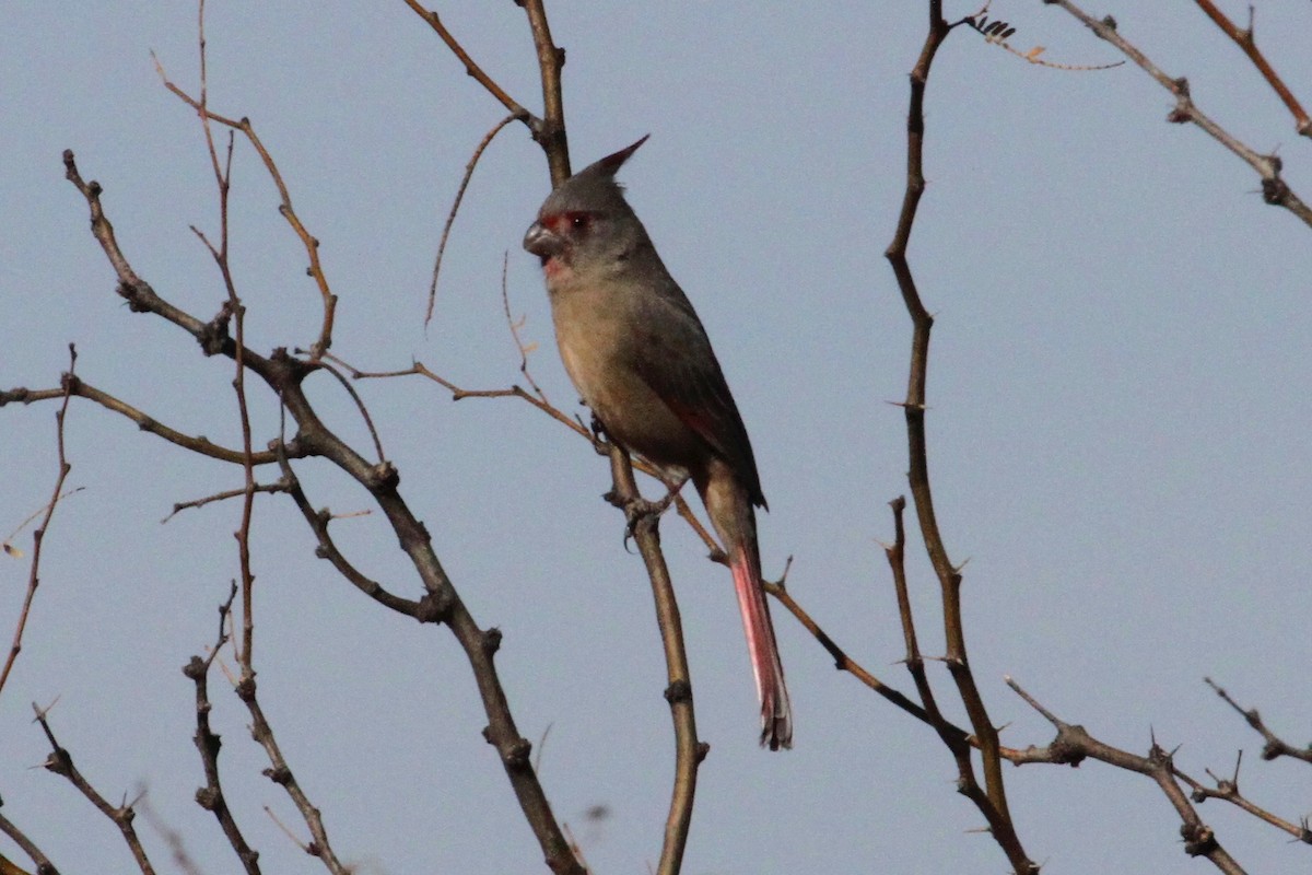 Pyrrhuloxia - ML82516731