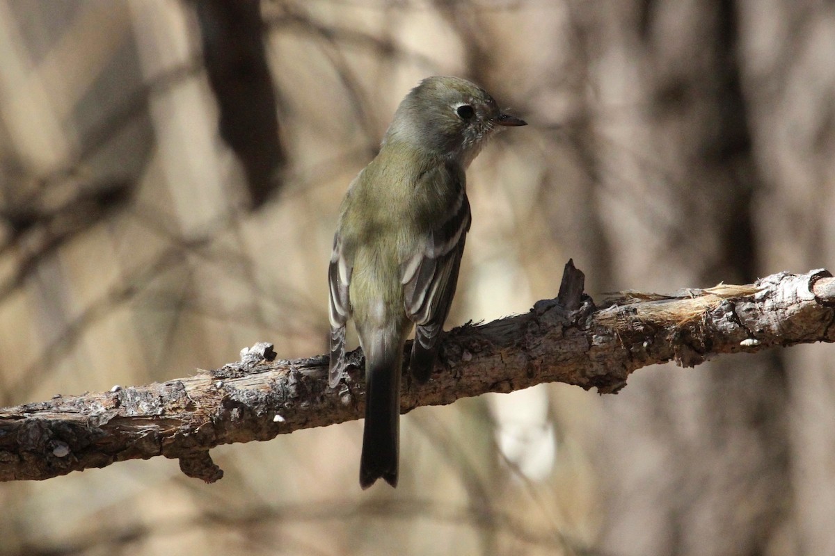 Hammond's Flycatcher - ML82516781