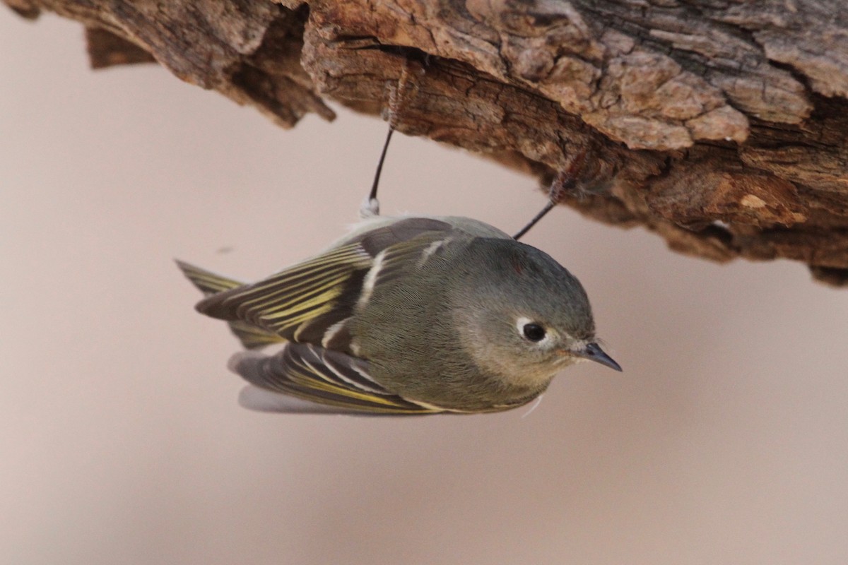 Ruby-crowned Kinglet - ML82516801