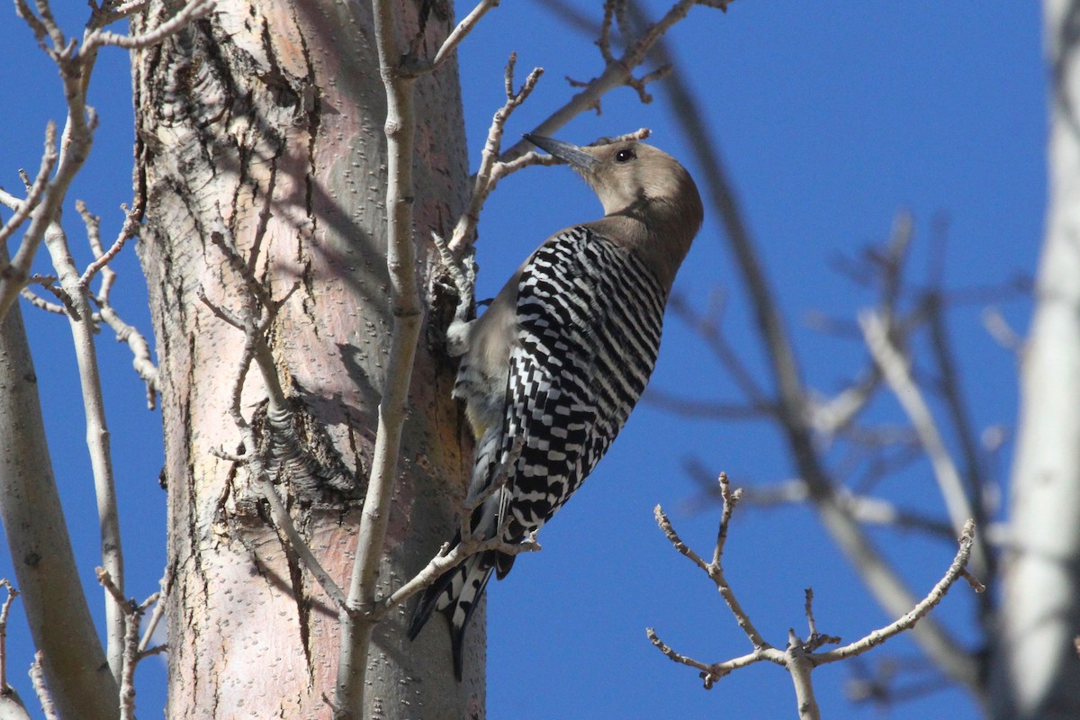 Gila Woodpecker - ML82516841