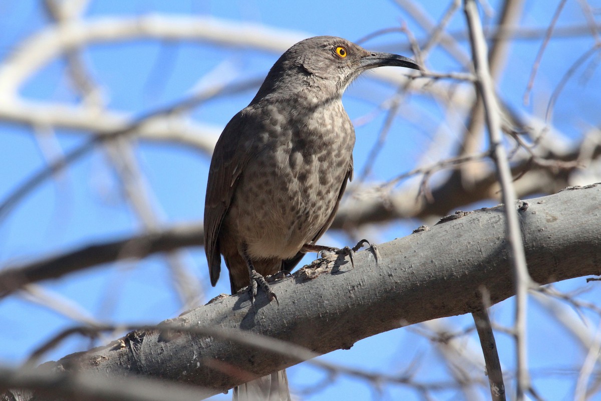 Curve-billed Thrasher - ML82516851