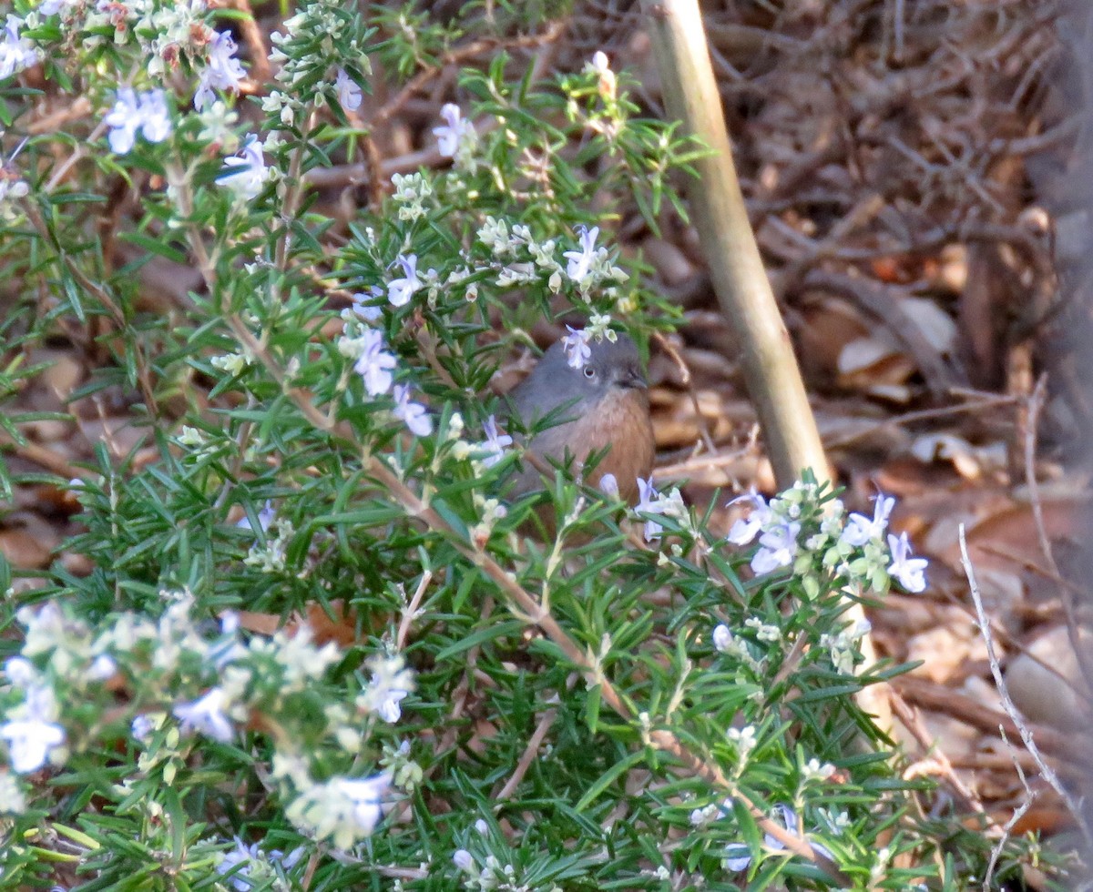 Wrentit - Petra Clayton