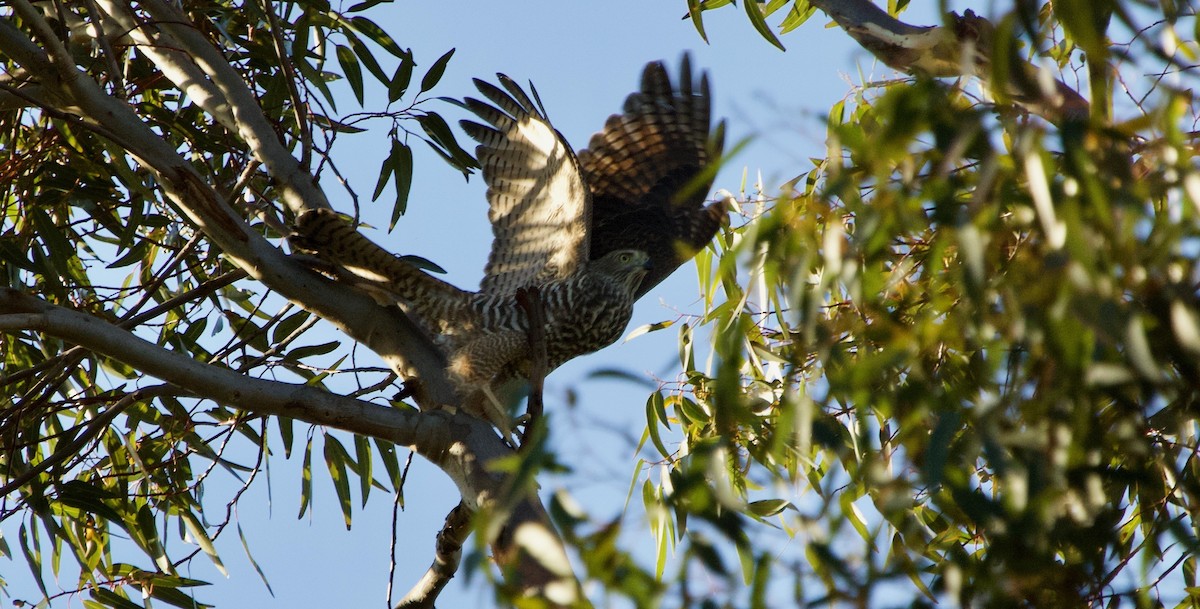 Collared Sparrowhawk - ML82517461