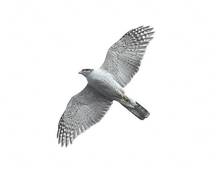 American Goshawk - ML82518031