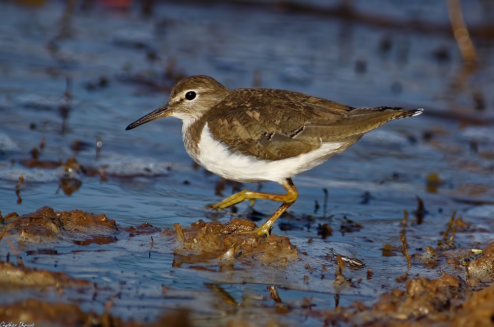 Common Sandpiper - ML82518411