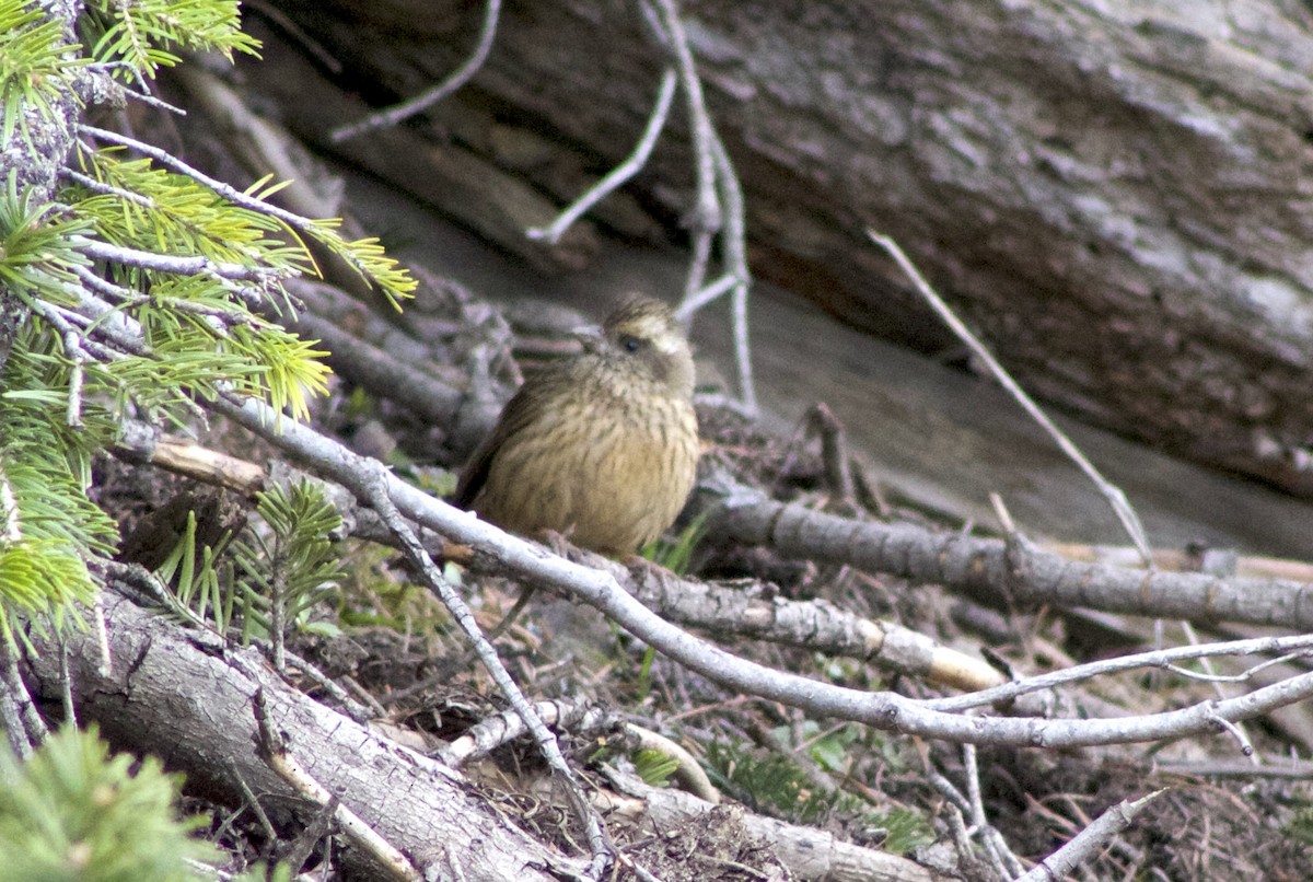 Common Rosefinch - ML82519361