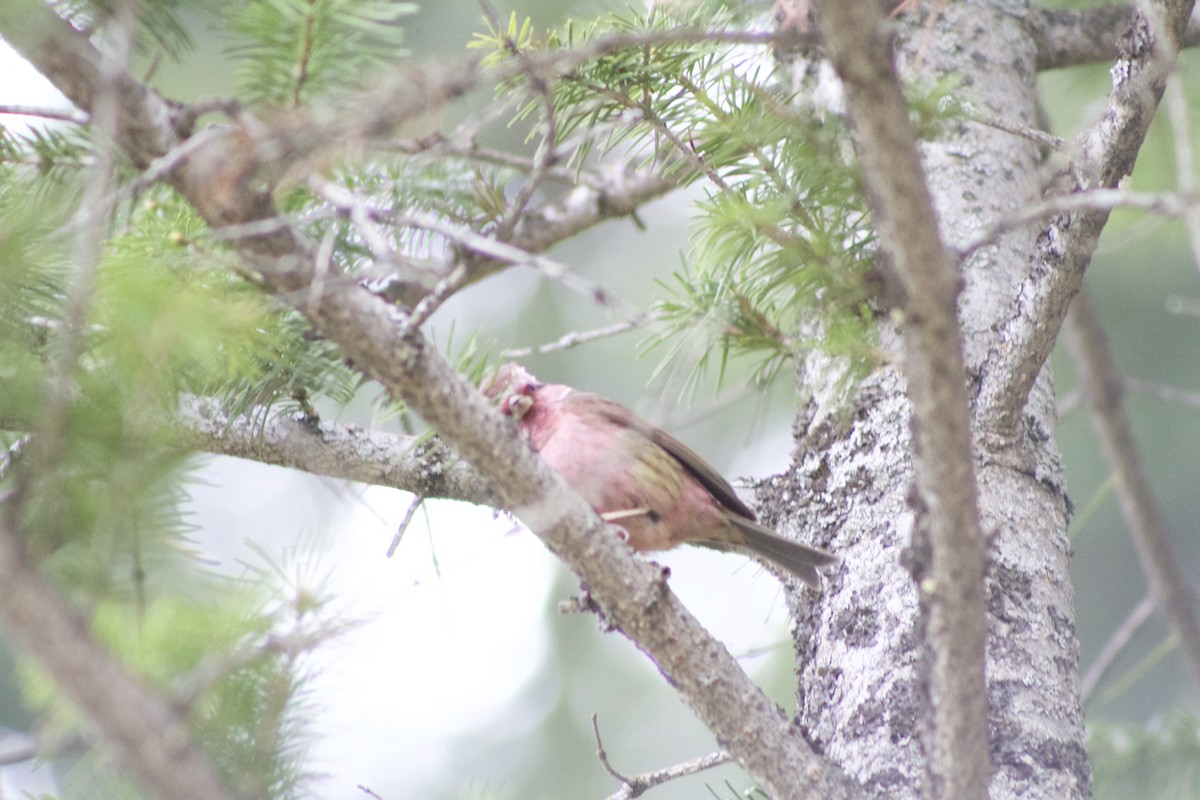 Common Rosefinch - Suresh  Rana