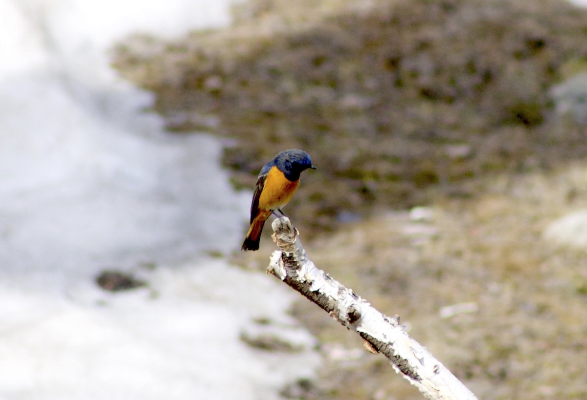 Blue-fronted Redstart - Suresh  Rana