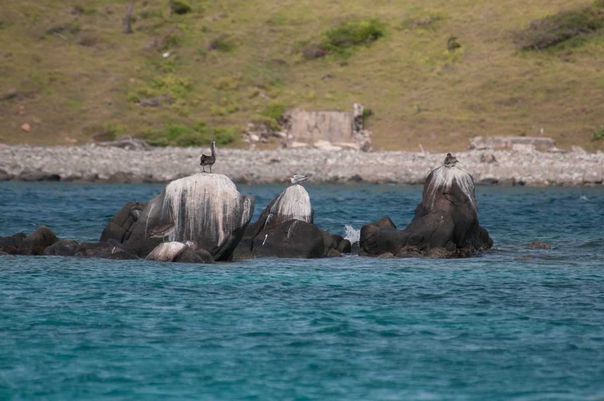 Brown Pelican - ML82519971