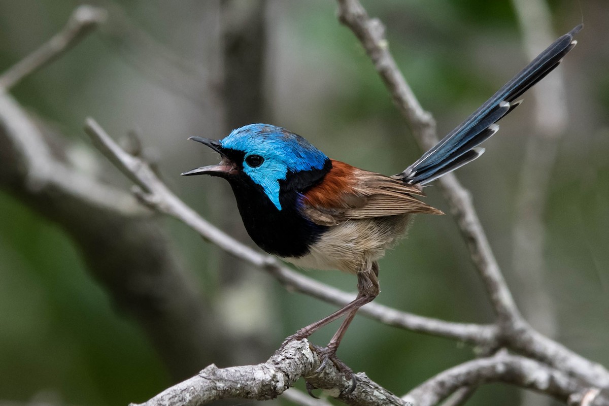 Variegated Fairywren - Hayley Alexander