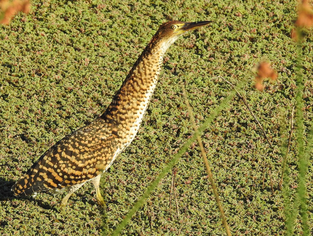 Rufescent Tiger-Heron - Carlos Crocce