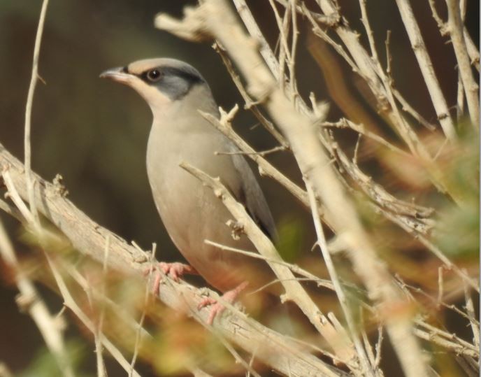 Hypocolius - Irvin Calicut