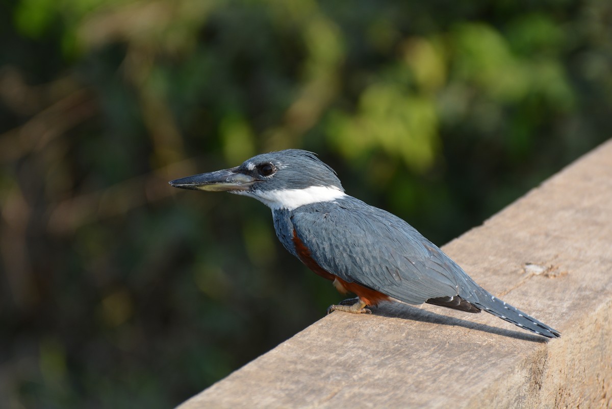 Ringed Kingfisher - Henry Cook