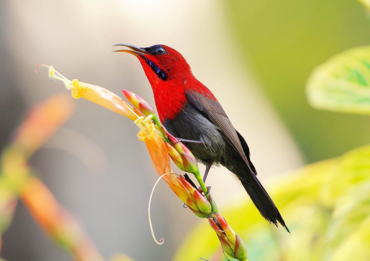 Crimson Sunbird - ML82522301