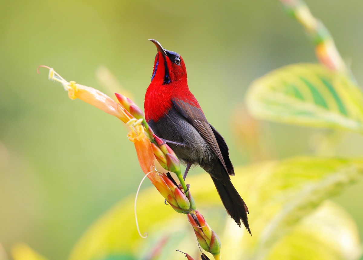 Crimson Sunbird - ML82522311