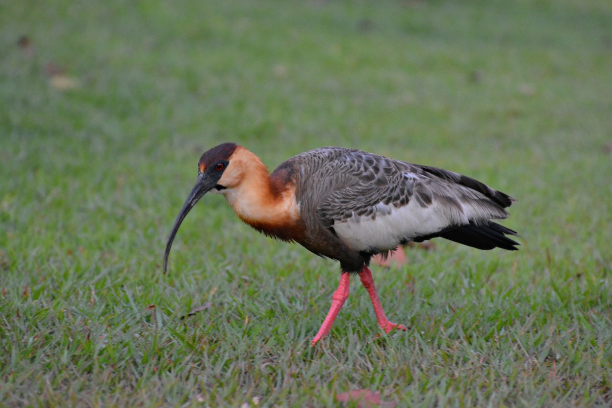 Buff-necked Ibis - ML82522911