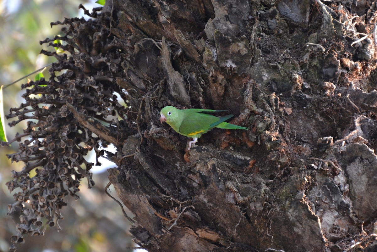 Yellow-chevroned Parakeet - Henry Cook