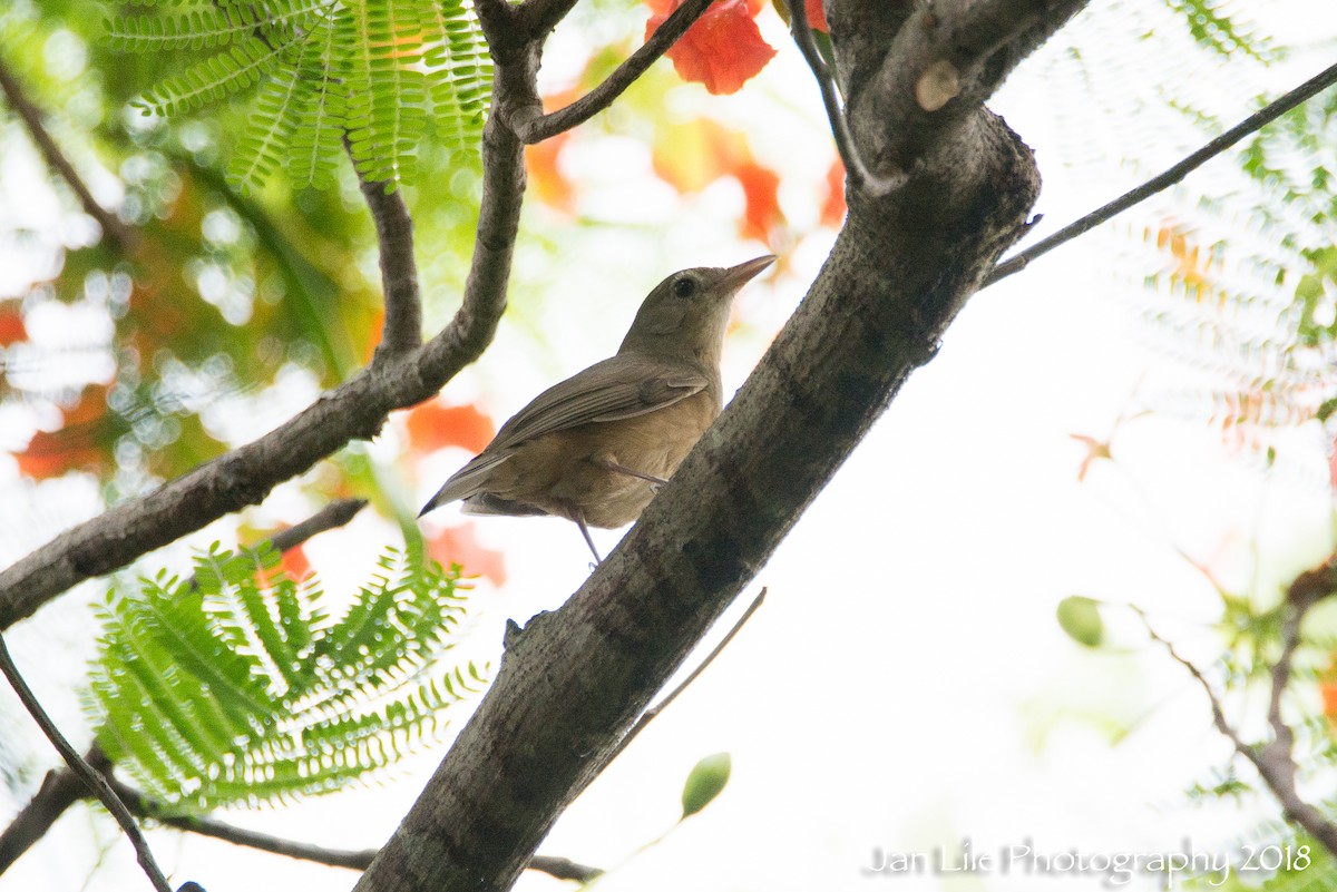 Rufous Shrikethrush - ML82525061