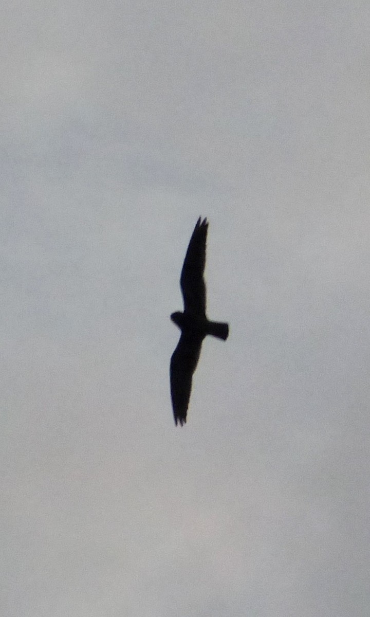 Short-tailed Nighthawk - Shai Mitra