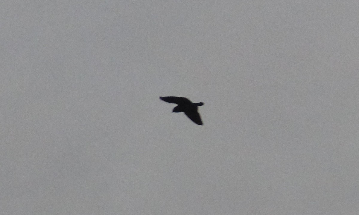 Short-tailed Nighthawk - Shai Mitra