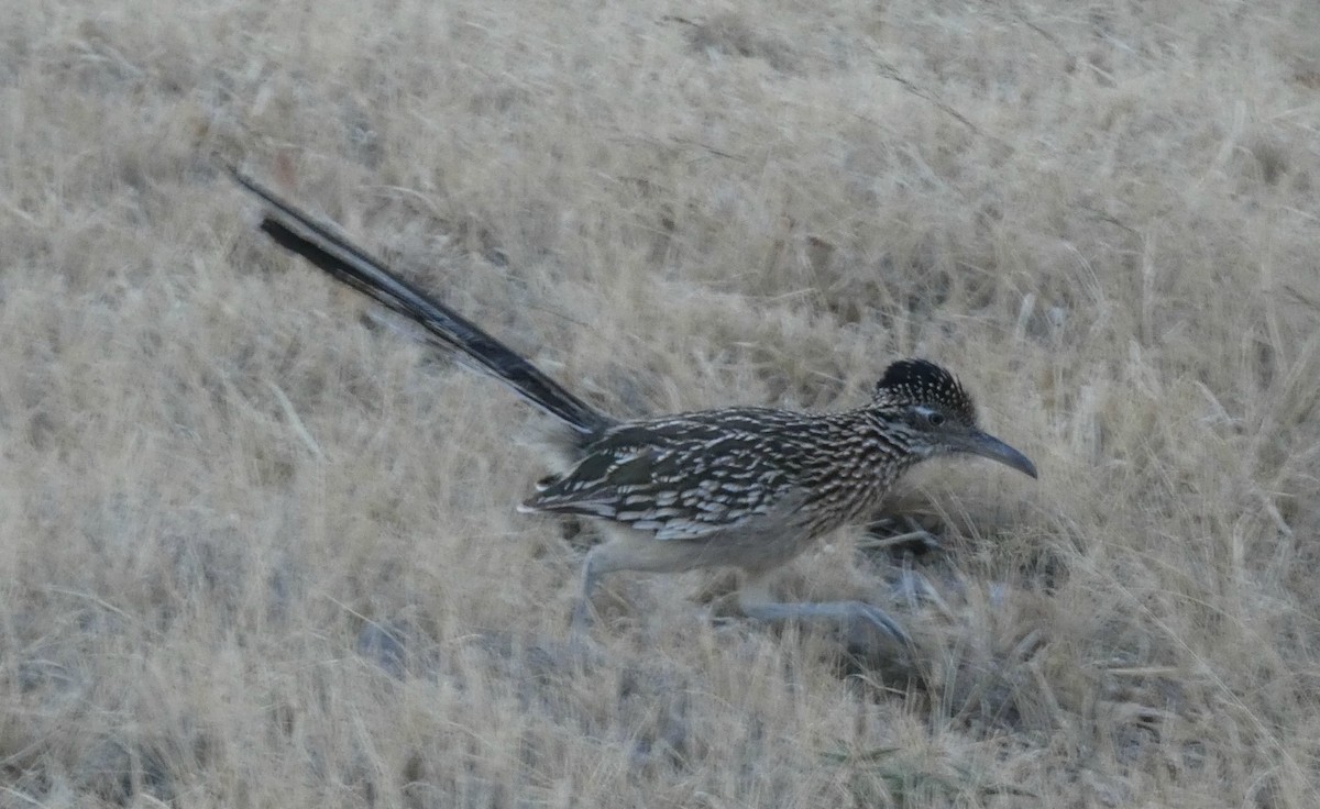 Correcaminos Grande - ML82525341