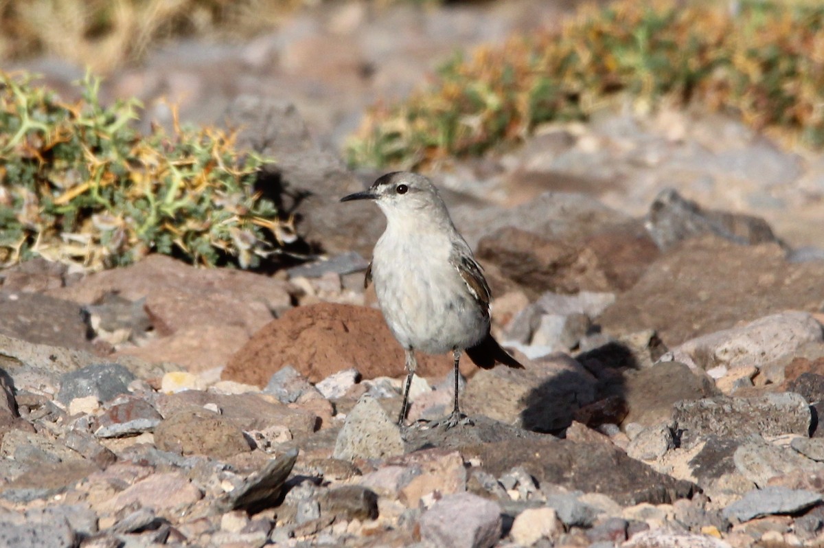 Black-fronted Ground-Tyrant - ML82527041