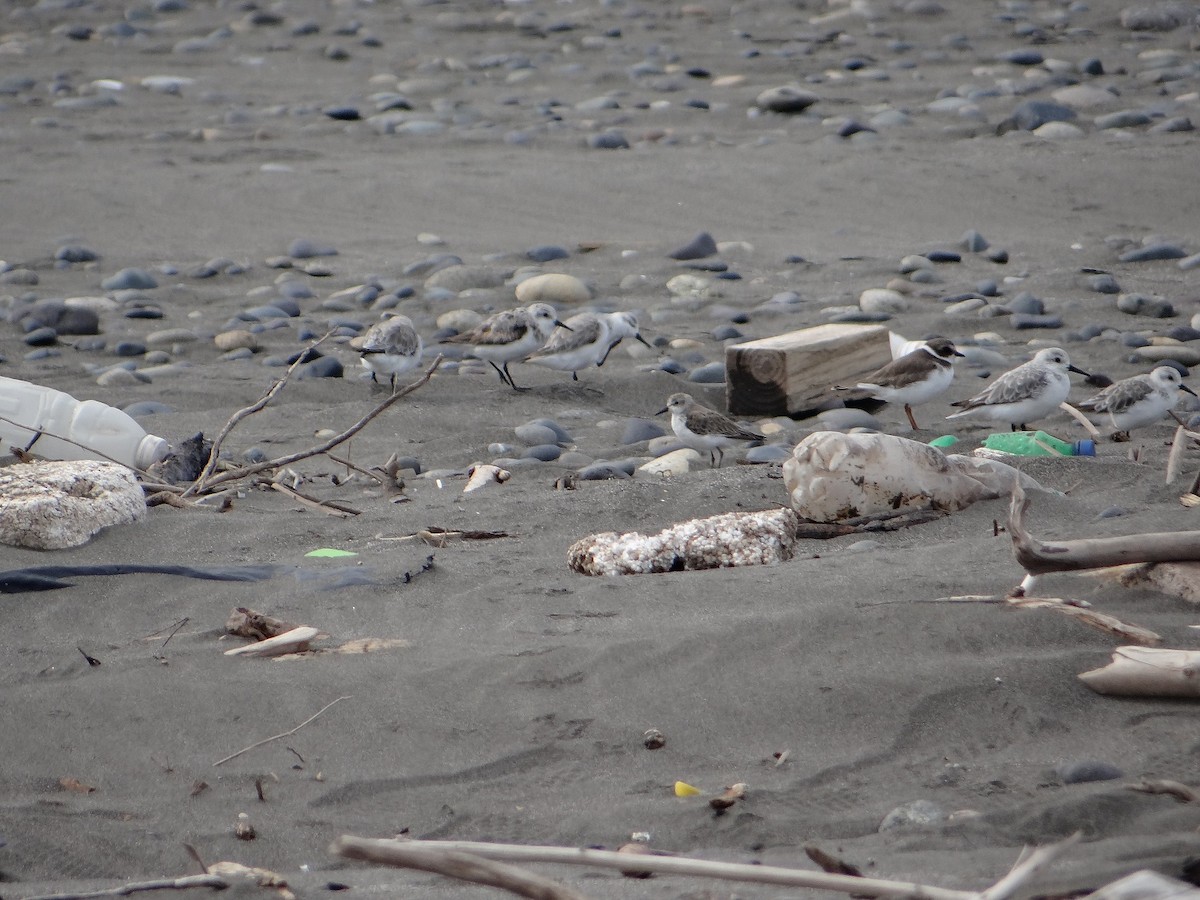 Semipalmated Sandpiper - ML82527631