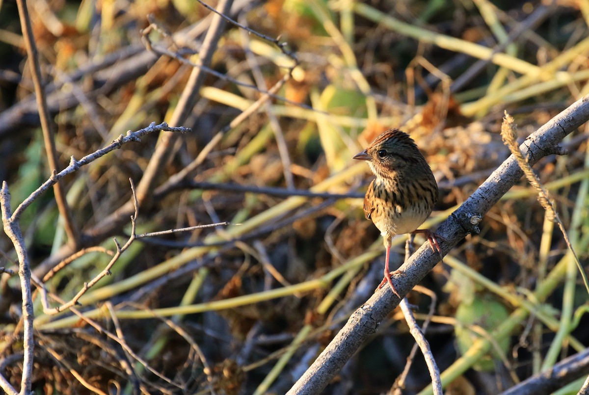 Lincoln's Sparrow - ML82528021