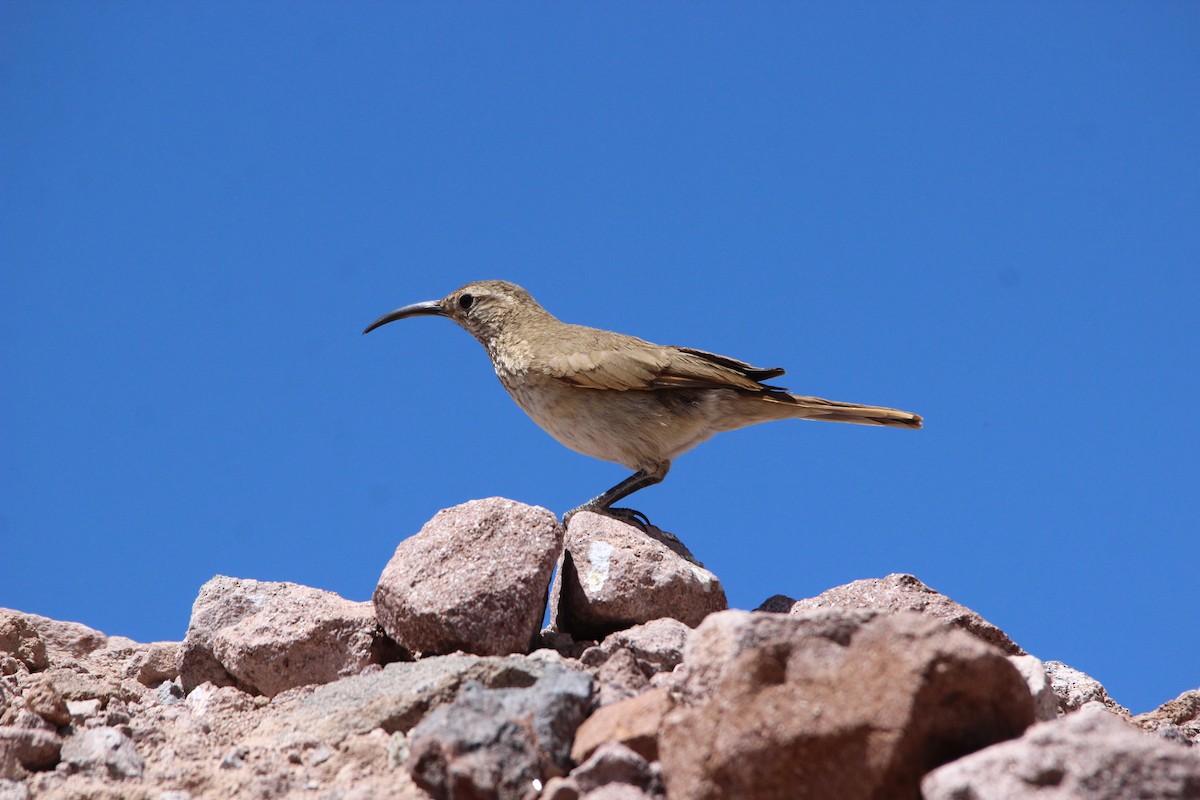 Scale-throated Earthcreeper - ML82530411