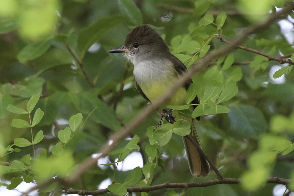 Grenada Flycatcher - ML82530661