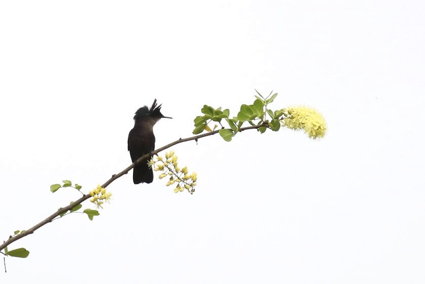 kolibřík chocholatý - ML82530741