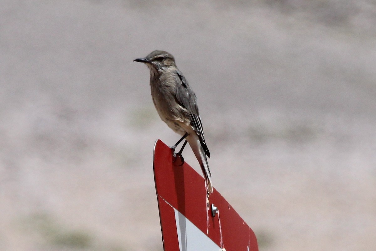 Black-billed Shrike-Tyrant - ML82531011