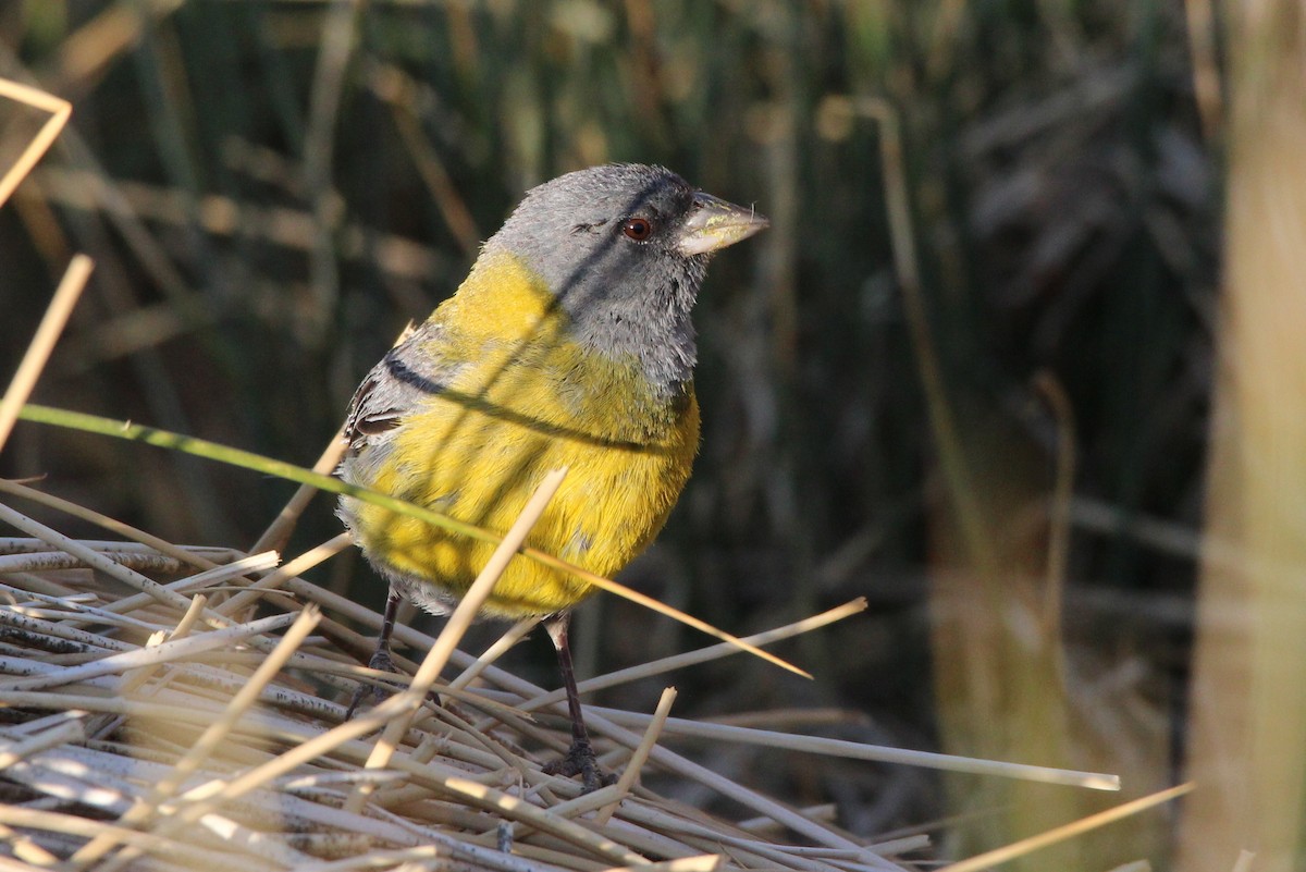 Gray-hooded Sierra Finch - ML82531481