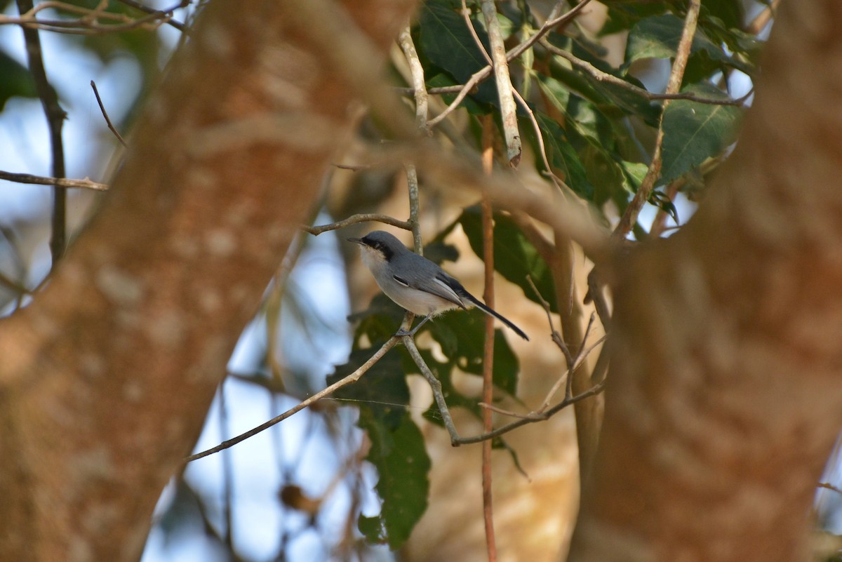 Masked Gnatcatcher - ML82532301