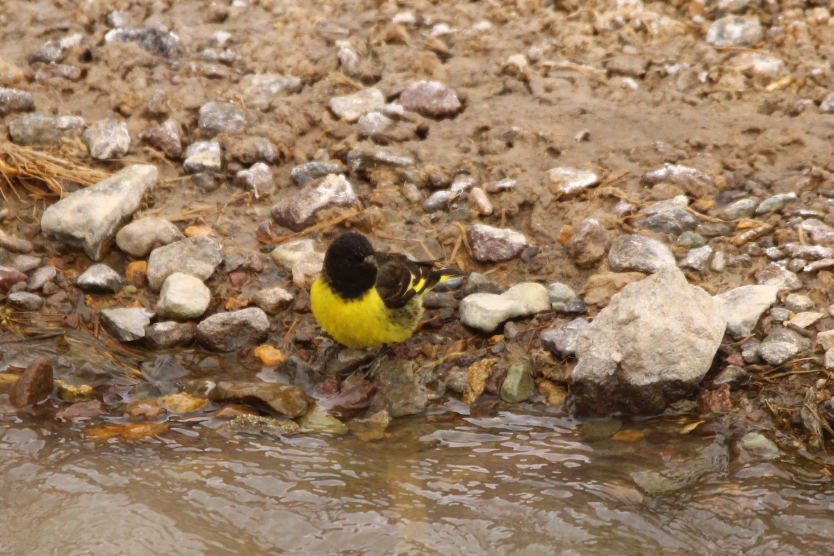 Yellow-rumped Siskin - ML82532311